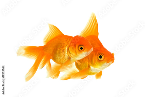 Female and the male of the goldfishes