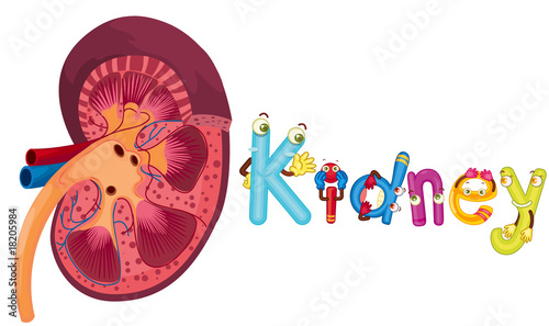 kidney