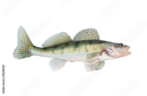 Live zander or pikeperch isolated photo