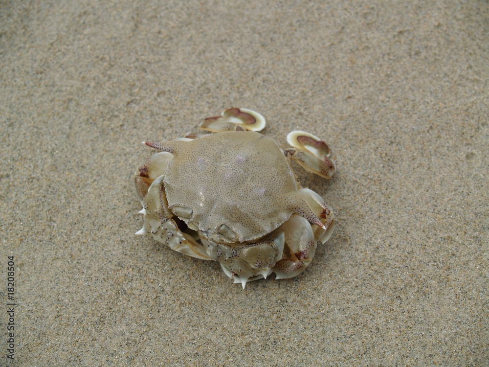 Exotic animals of Thailand, island Phuket: a crab 2 Exotic animals of Thailand, island Phuket: a crab 2