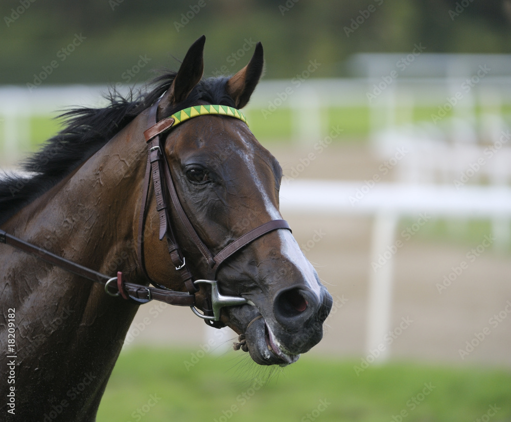 Fototapeta premium caballo de carreras