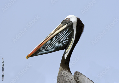 Head of Pelican