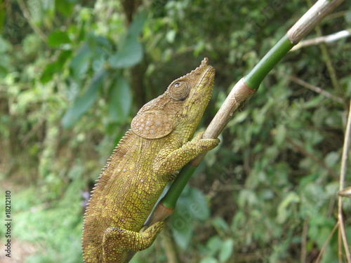 cameleon sur bambou photo