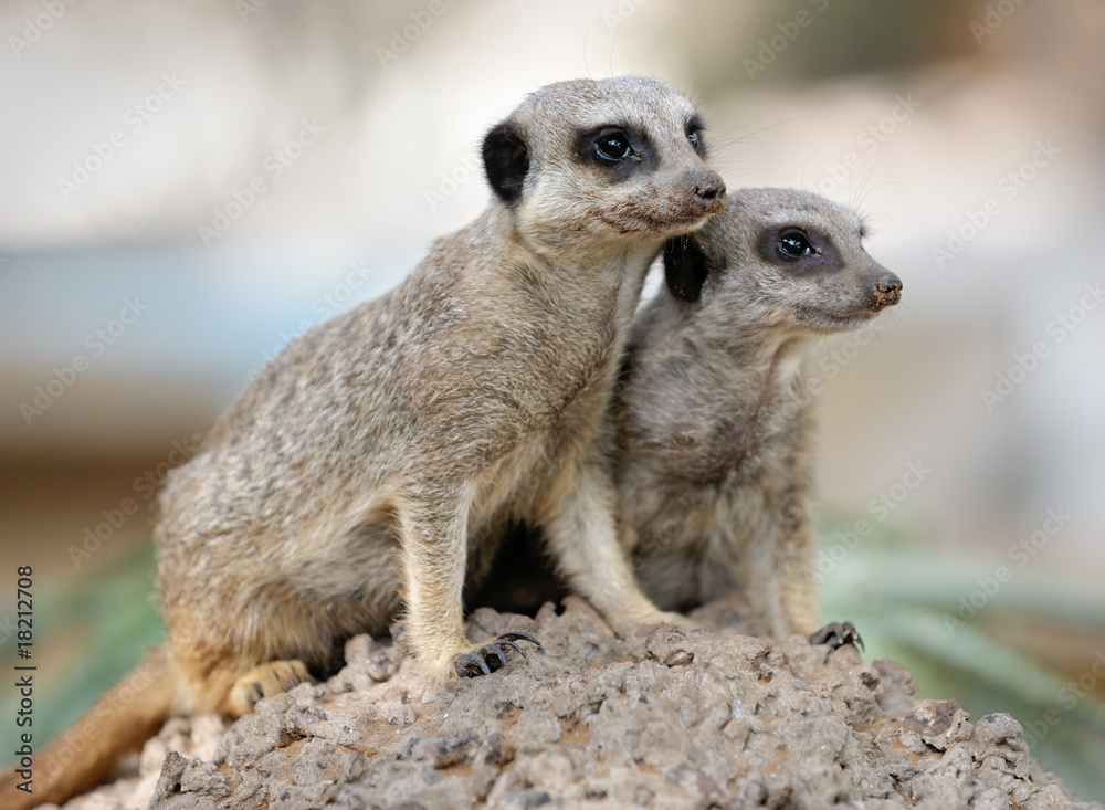 Suricata Suricata