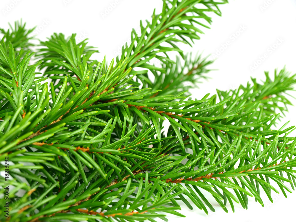 Naklejka premium Spruce branch over white