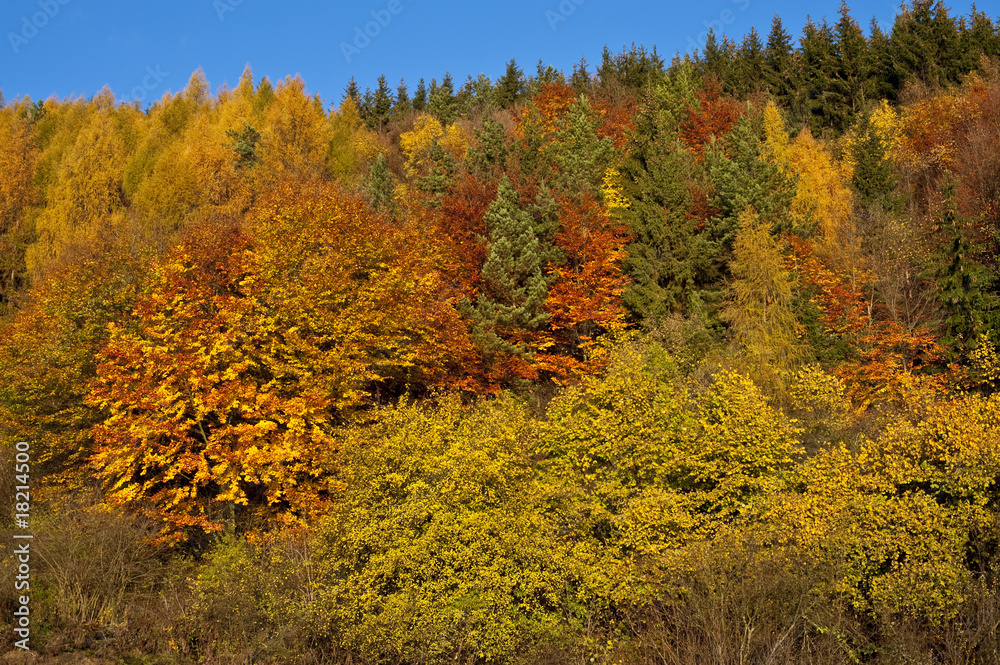 Fototapeta premium Colors of autumn