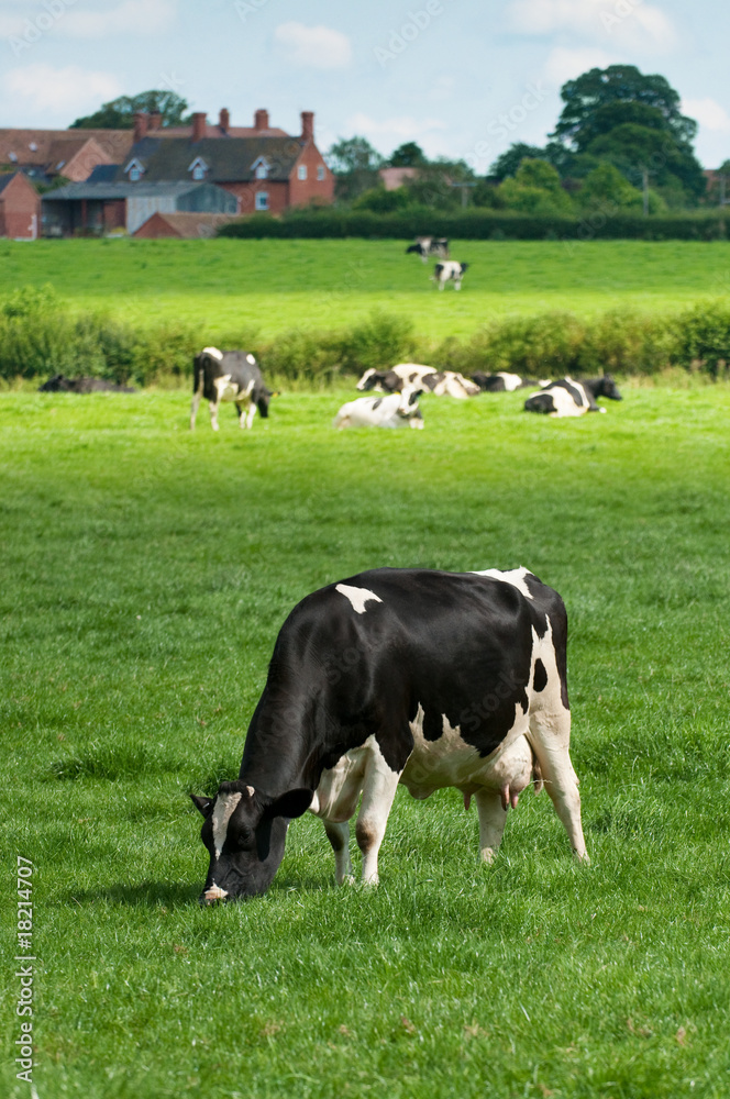 Grazing Cow Grazing Cow