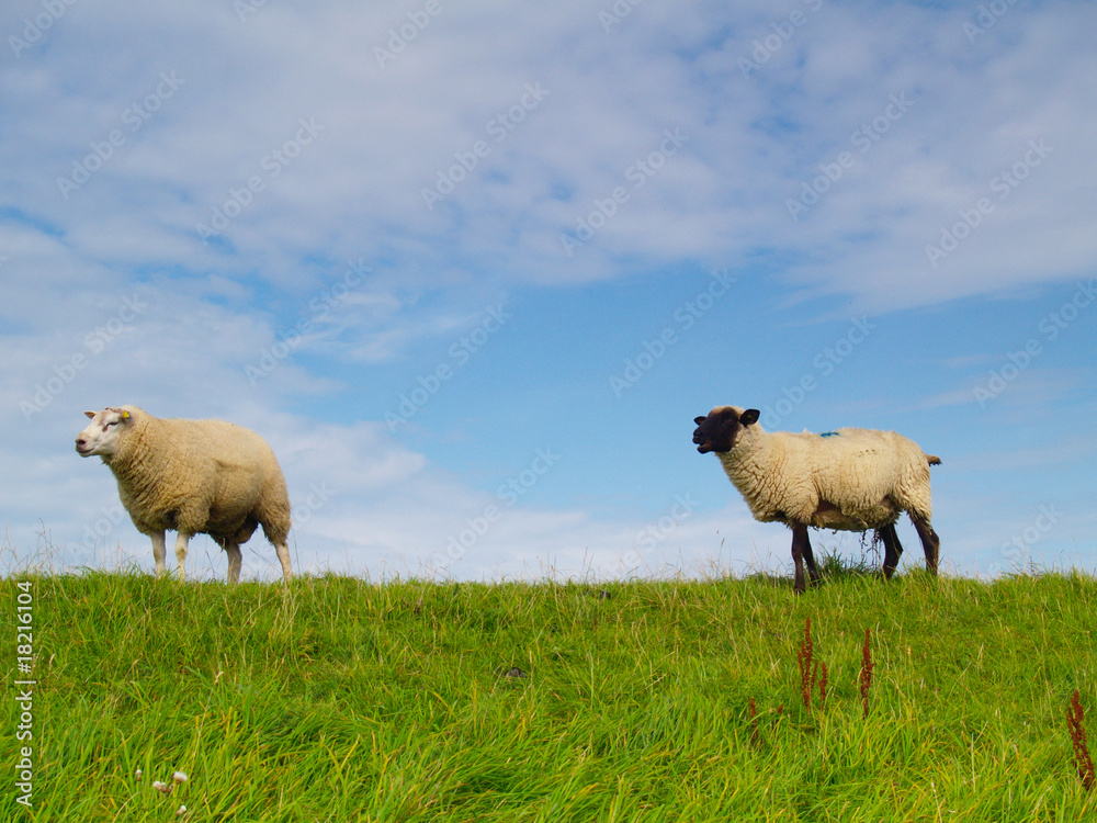 Fototapeta premium sheep on pasture