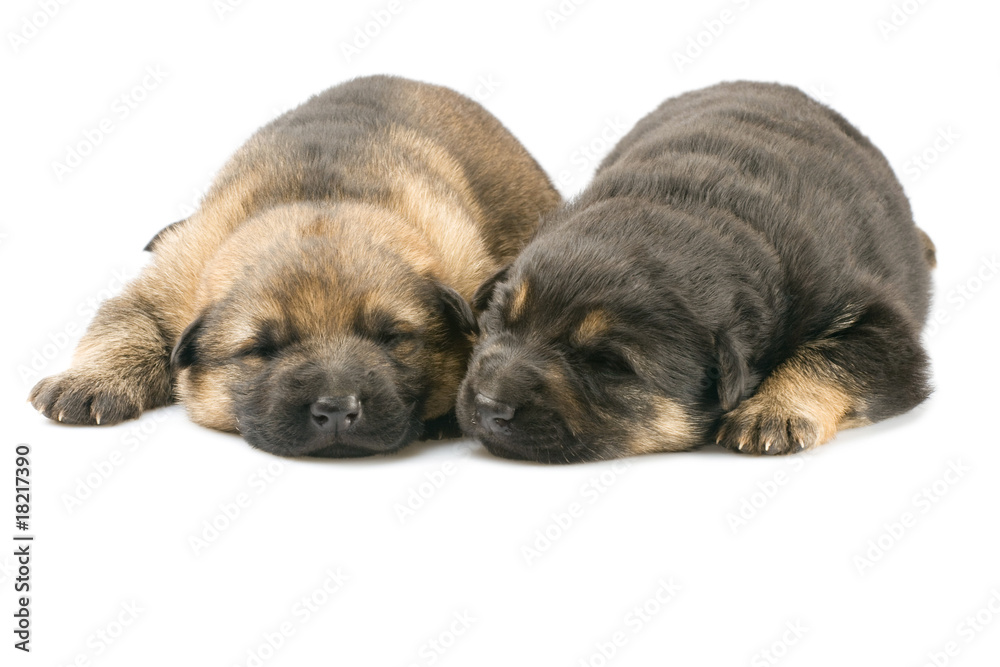 Obraz premium newborn puppys