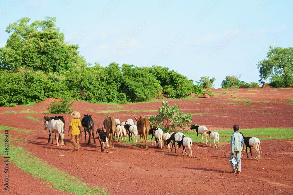 Fototapeta premium petits bergers du Sahel