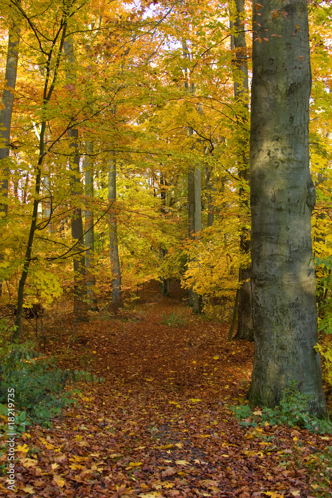 Obraz premium Herbstlandschaft