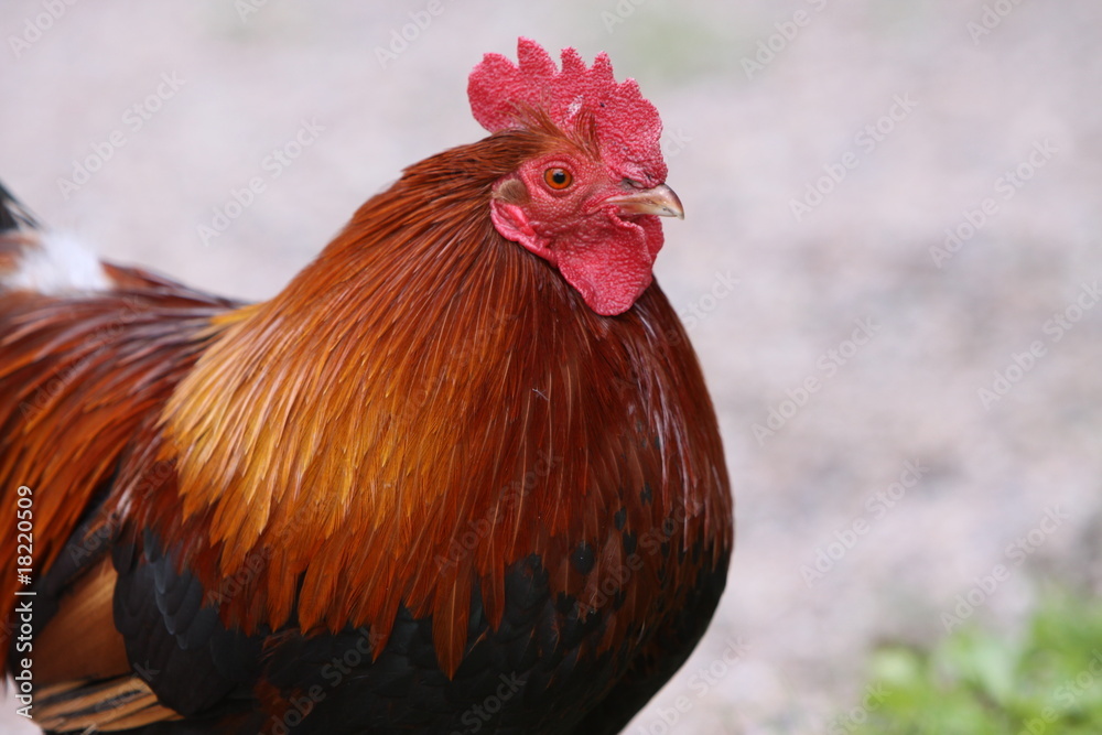 Fototapeta premium Rostroter Hahn