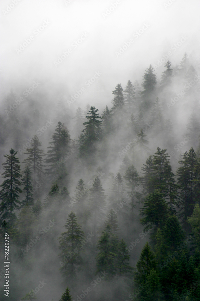 bosco e nebbia