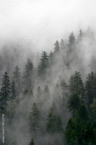 bosco e nebbia