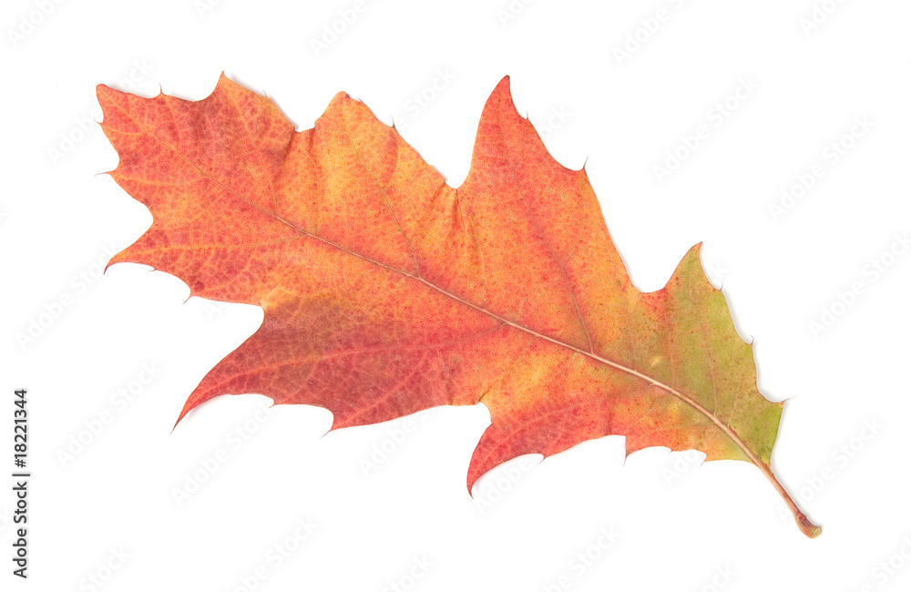 Single autumn leaf, isolated on white Single autumn leaf, isolated on white