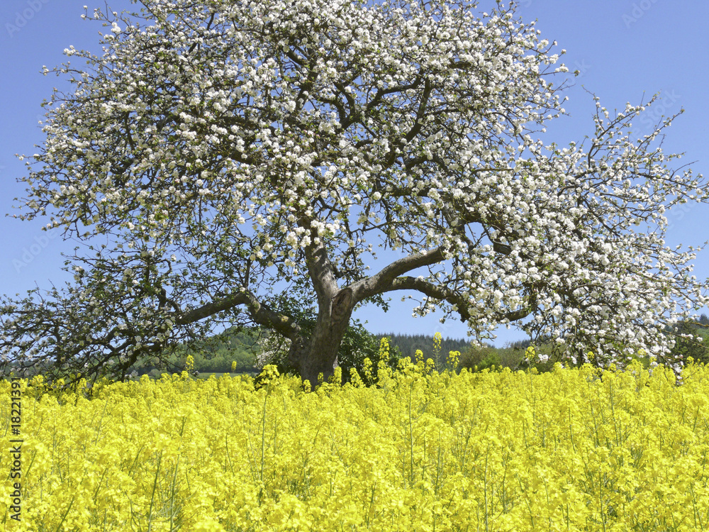 Frühling