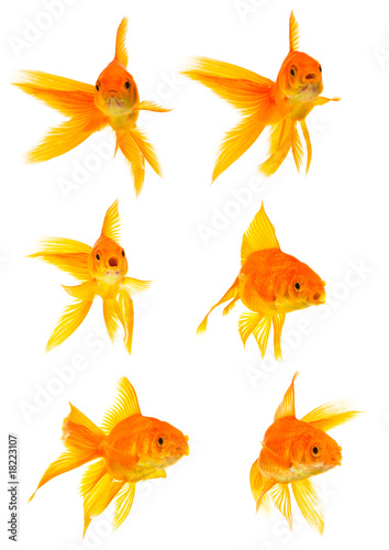 Three goldfishes