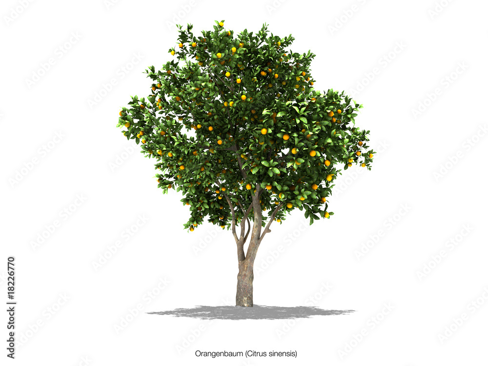 buaum orangenbaum