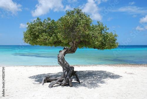 Aruba tree