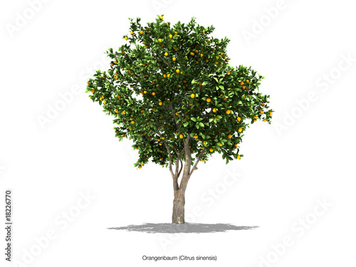 buaum orangenbaum photo