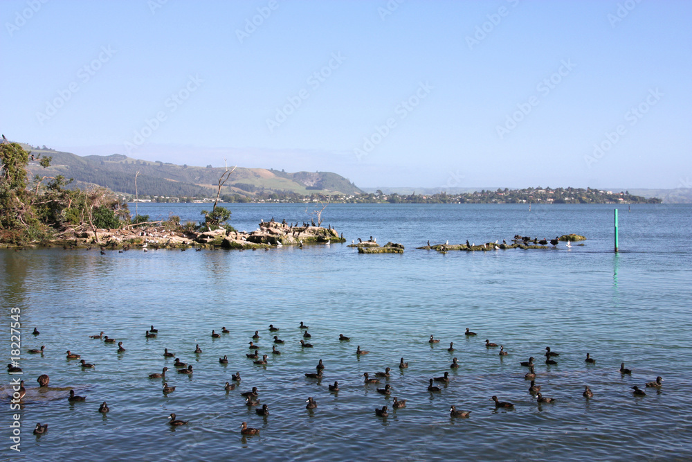 Scaup ducks in New Zealand. Lake Rotorua.