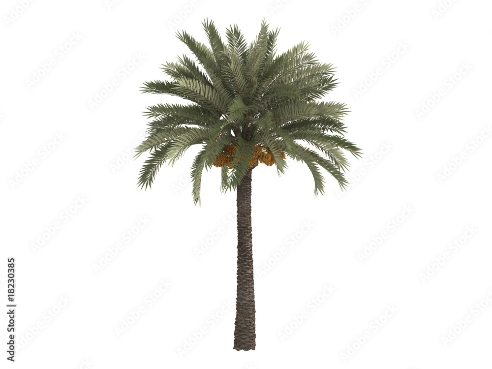 Obraz premium Date_palm_(Phoenix_dactylifera)