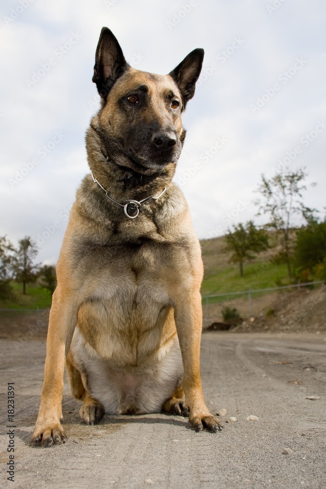 Belgian Shepherd Belgian Shepherd