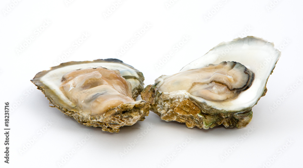 Oyster on a white background Oyster on a white background