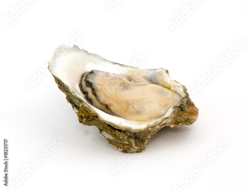 Oyster on a white background