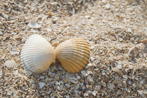 Two seashells kissing