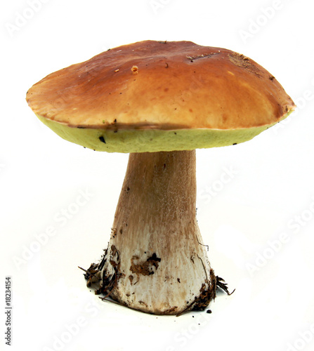 Porcini mushroom (Boletus edulis) aka bolete or penny bun isolat photo