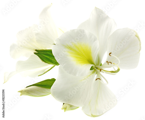 fleurs blanches bauhinia fond blanc