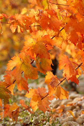 feuille de vigne couleur automne