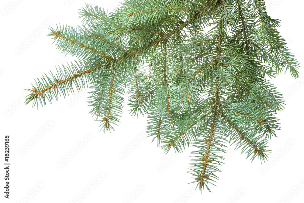 Branch of christmas fir tree isolated on white Branch of christmas fir tree isolated on white