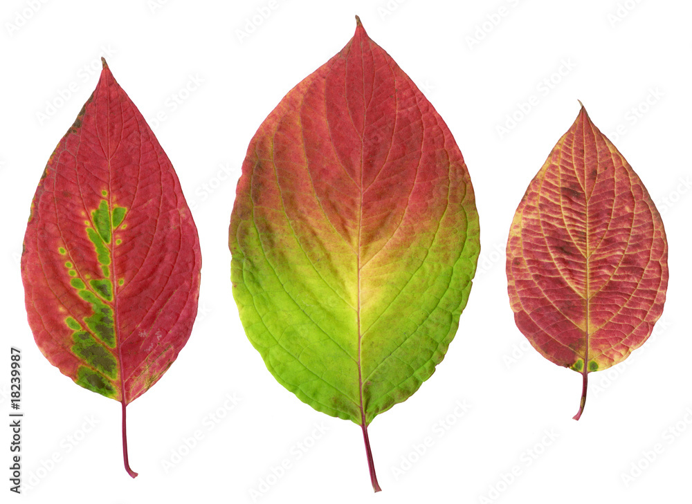 Composite photo of various autumn leaves isolated. Composite photo of various autumn leaves isolated.