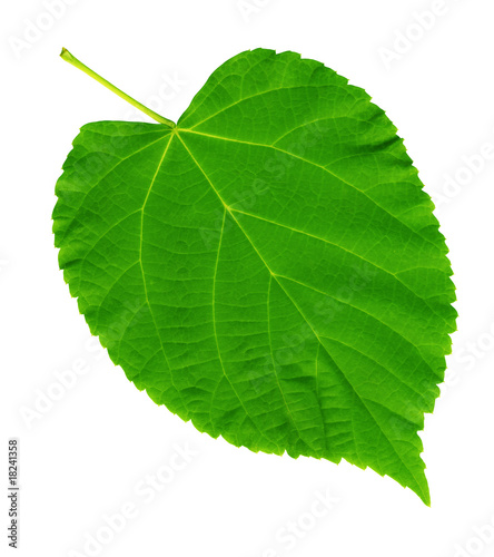 HIGH RESOLUTION green summer leaf manually isolated