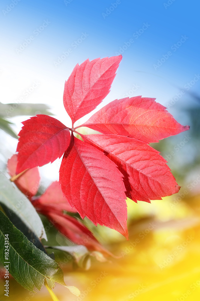 Beautiful autumnal leaves Beautiful autumnal leaves
