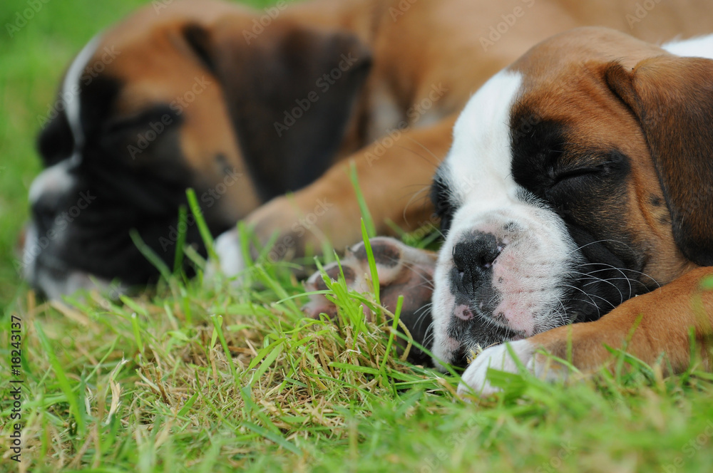 Boxerwelpen 123 Boxerwelpen 123