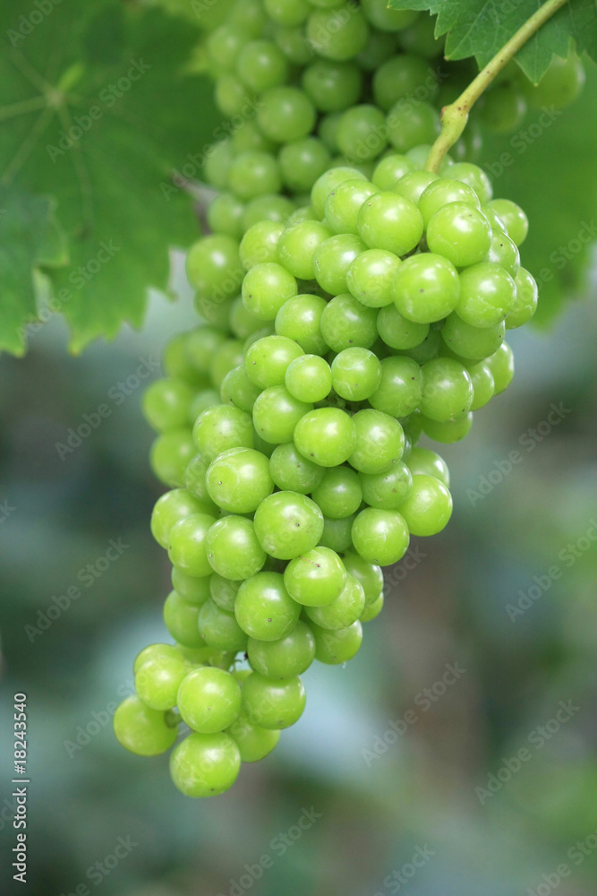 vitis vinifera,grappe vitis vinifera,grappe