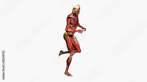 Anatomie - Muskeln - laufen
