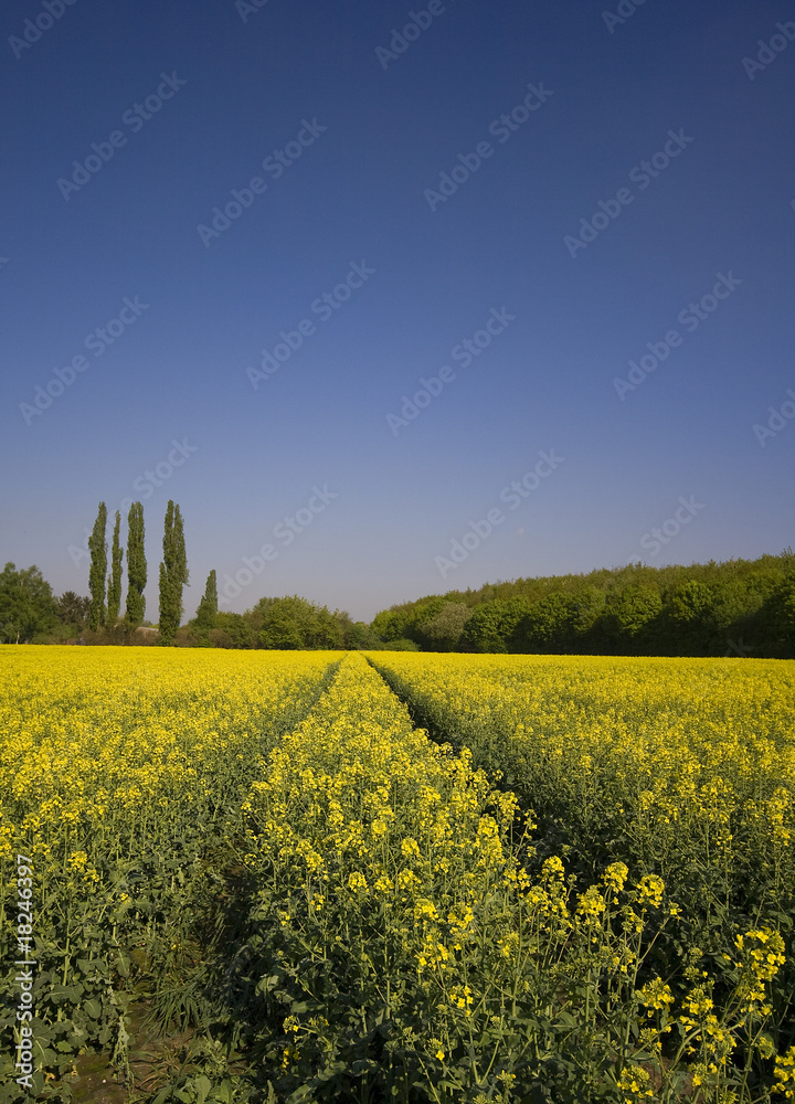 Obraz premium Rapsfeld