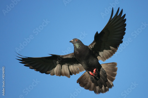 Pigeon in flight.