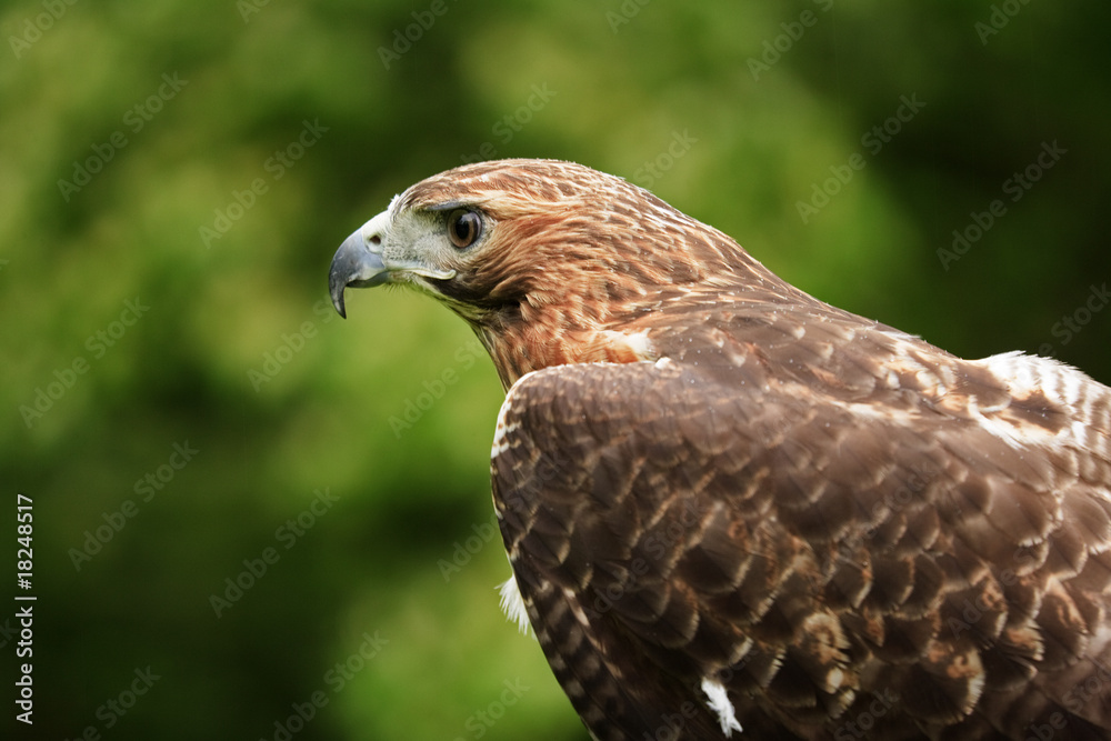 Hawk Hawk