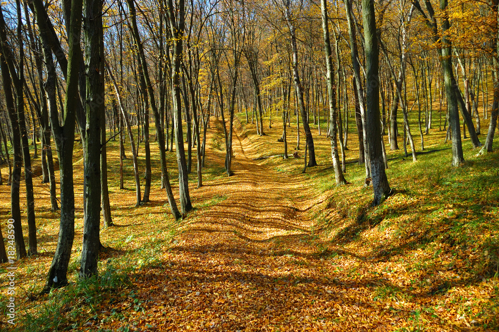 Obraz premium Landscape