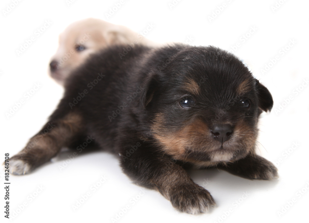 Black Pomeranian Newborn Puppy on White Black Pomeranian Newborn Puppy on White