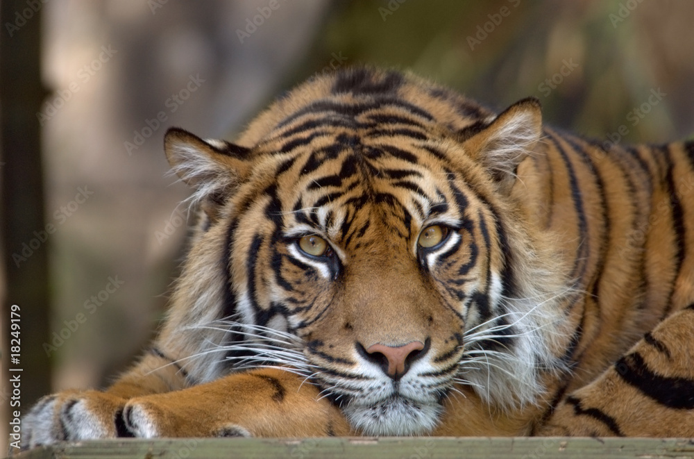 Bengal Tiger resting and looking into the frame