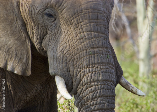 Closeup of an adult african elephant
