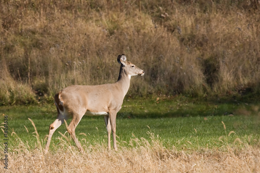 Female Deer