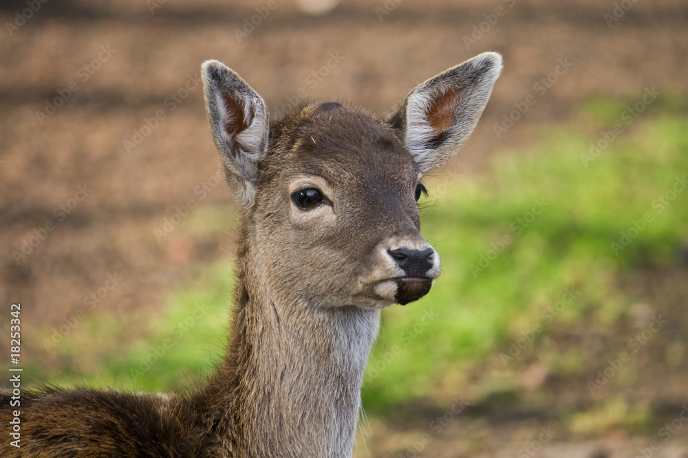 daino cerbiatto bambi