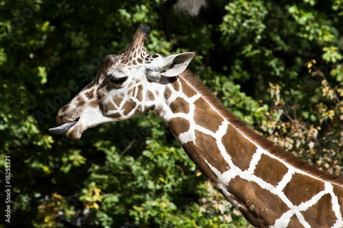 Giraffa lingua photo